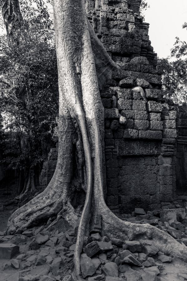 ta prohm-123.jpg